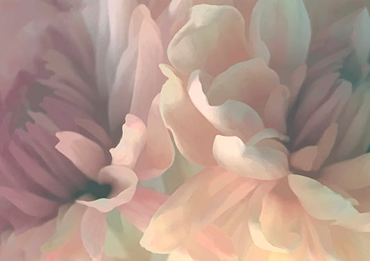 Chrysanthemum II