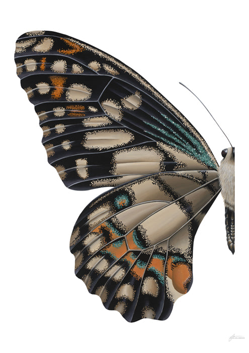 Lime Swallow Butterfly Left