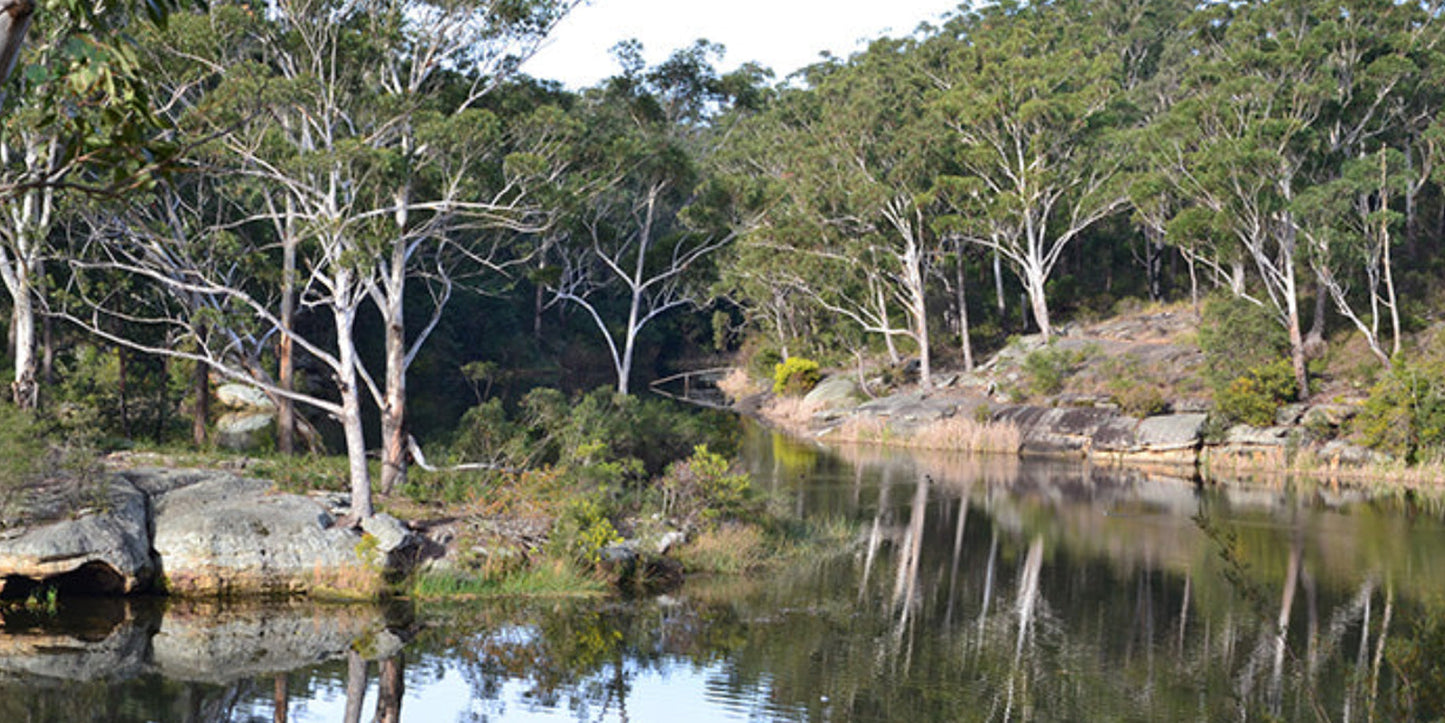 Bush Reflections