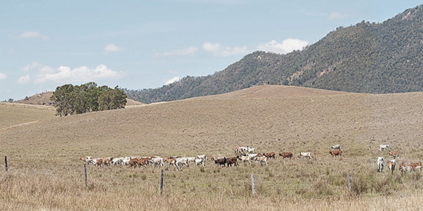 Cattle in Pasture I
