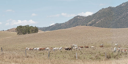 Cattle in Pasture I