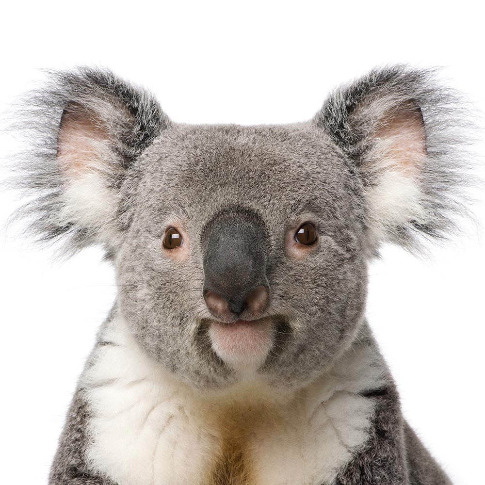 Koala 1