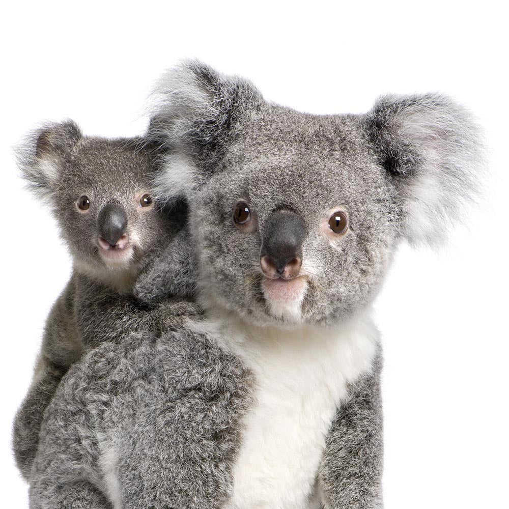 Koala 2
