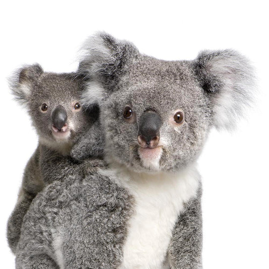 Koala 2