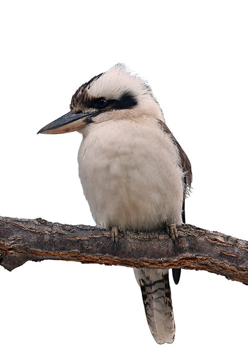 Kooka 1