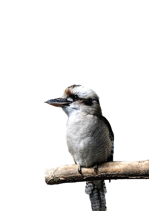 Kooka 2