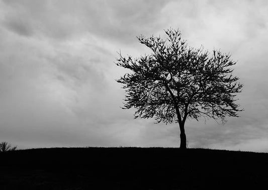Lone Tree