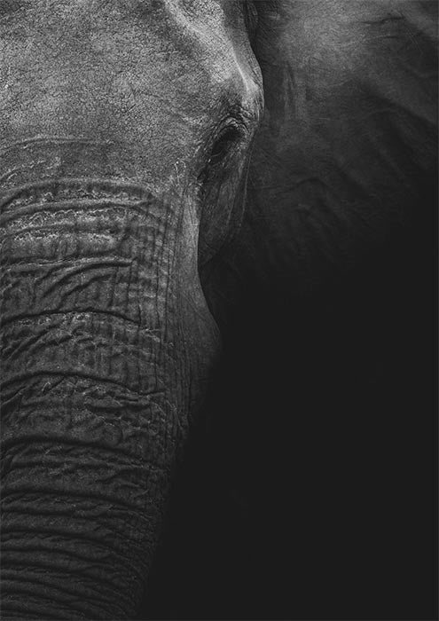 Lone Elephant in Shadows