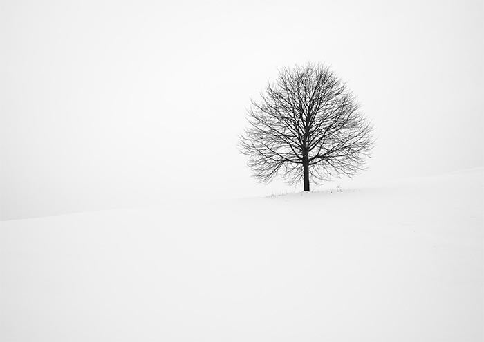 Lone Tree in Snow