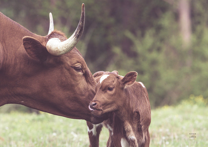 Longhorn Kiss