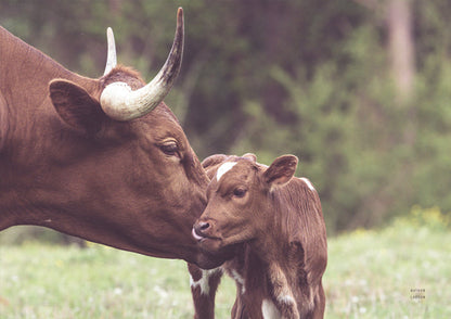 Longhorn Kiss