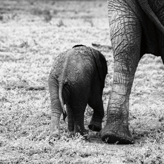 Mama and Baby Elephant II