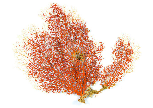 Ochre Coral 1