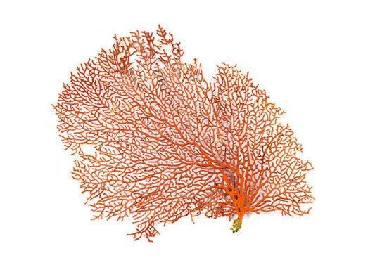 Ochre Coral 2