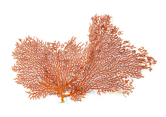 Ochre Coral 3