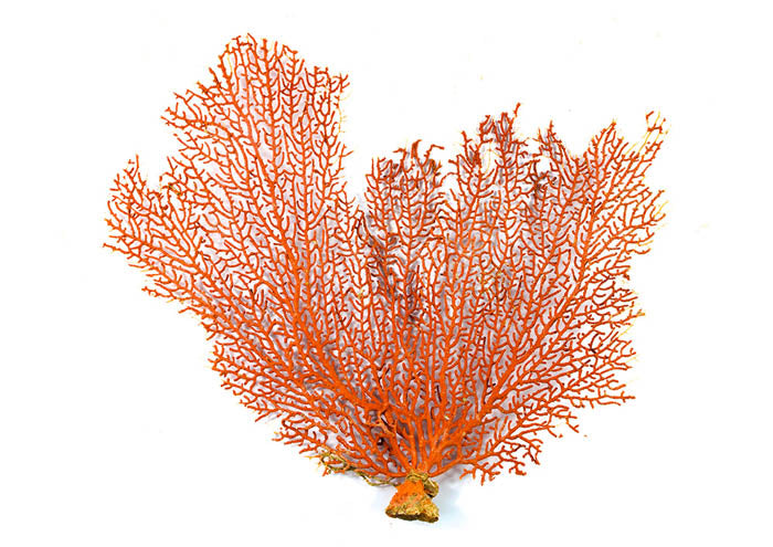 Ochre Coral 4