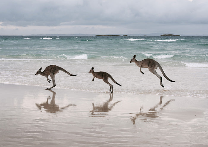3 Kangaroos on Beach