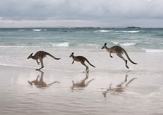 3 Kangaroos on Beach