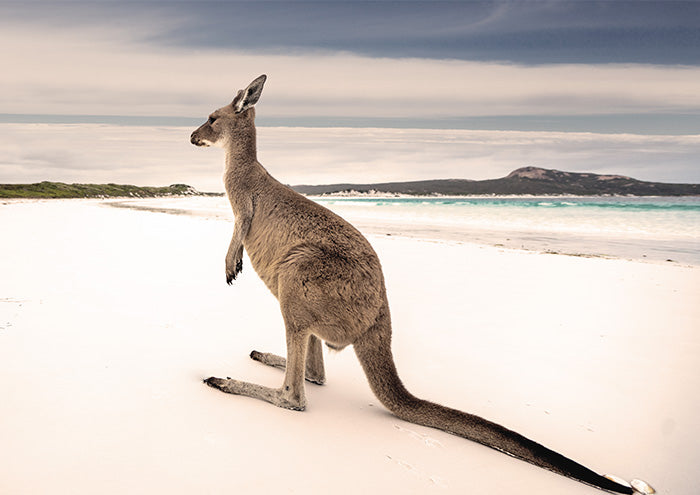 Solitary Kangaroo on Beach