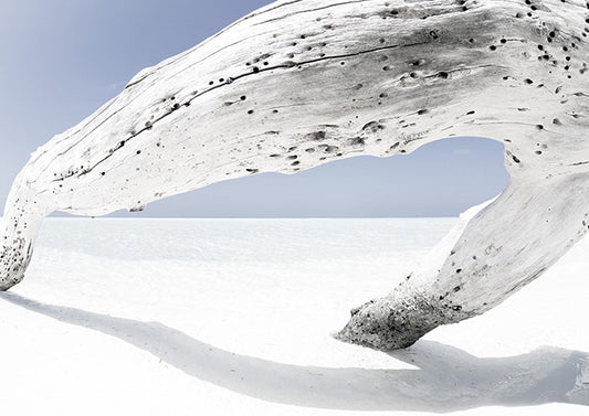 White Driftwood on Beach