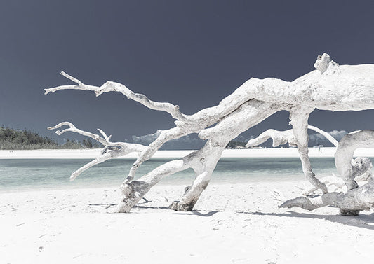 White Driftwood on Beach 2