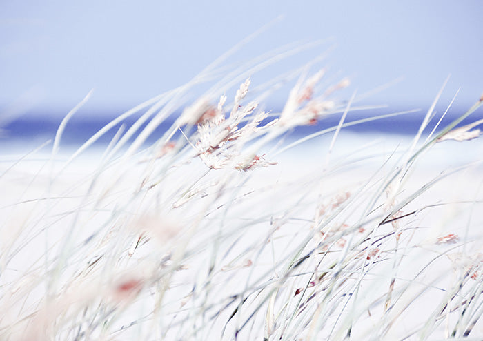 Grass on Beach 2