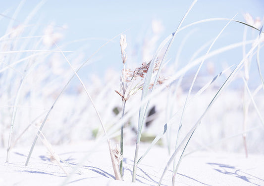 Grass on Beach 1