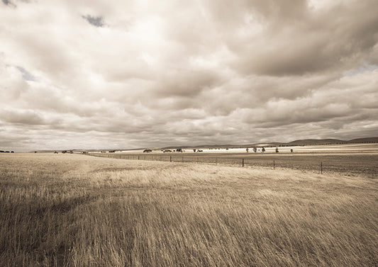 Field of Grass
