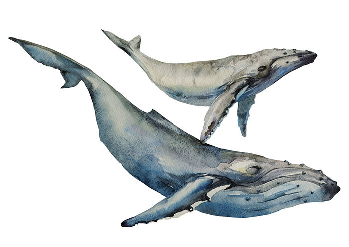 Whale Family
