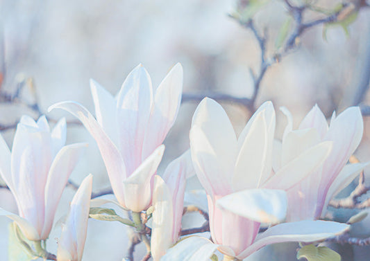 Pink Magnolias