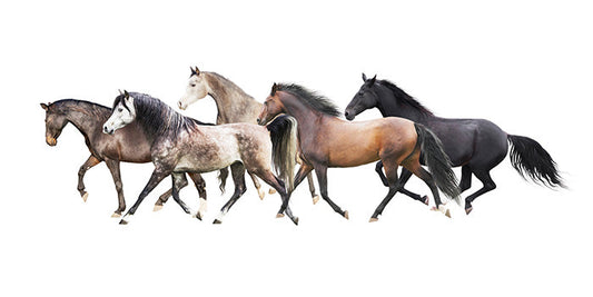 Wild Horses