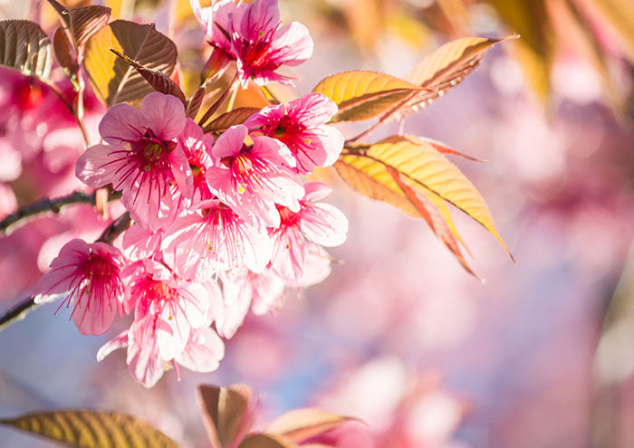 Thai Cherry Blossom