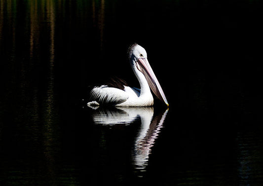 Reflected Pelican