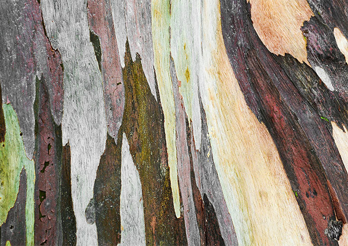 Bark from Snowy River