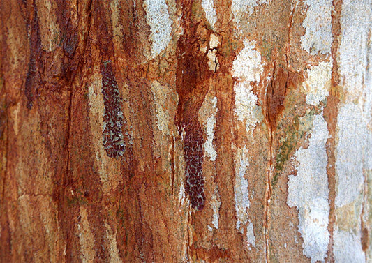 Rusty Bark