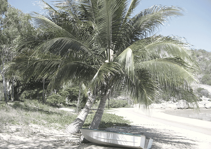 Calm under the Palm