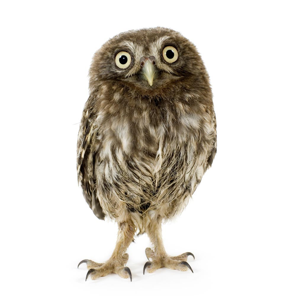 Owley