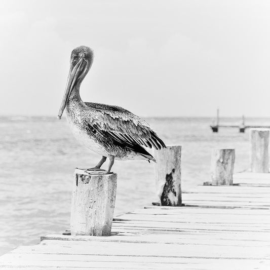 Pelican On The Pier
