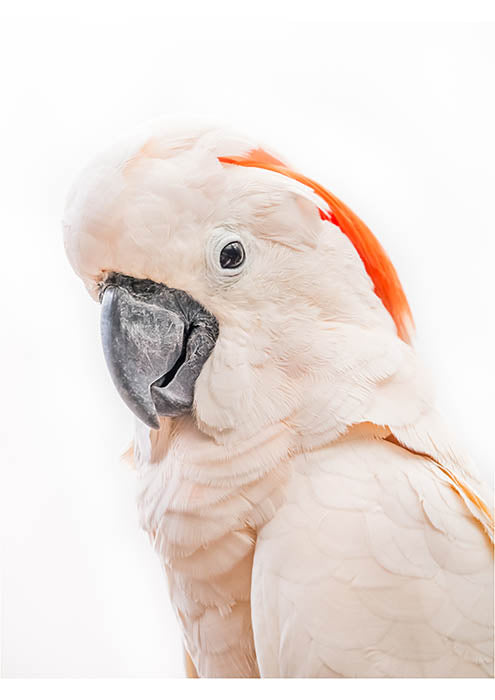 Pink Cockatoo