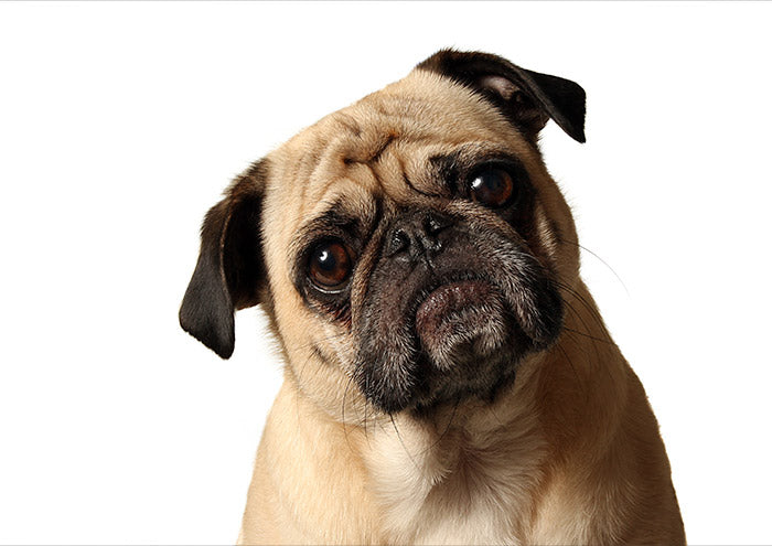 Puggy