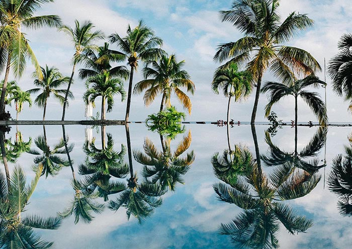 Palm Reflection