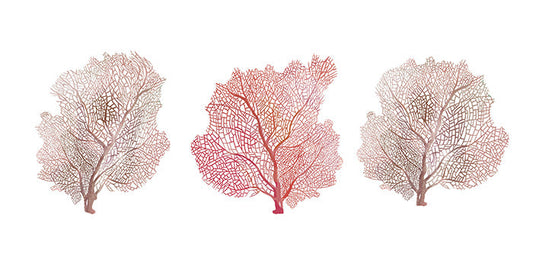 Neutral Coral