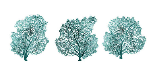 Teal Coral