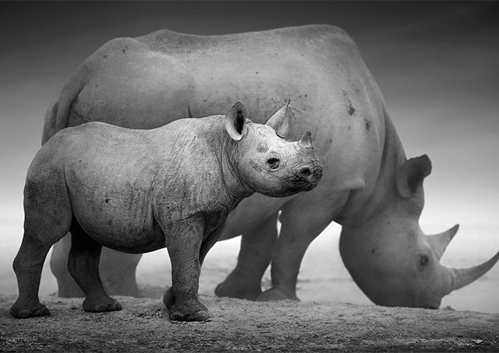 Rhinos