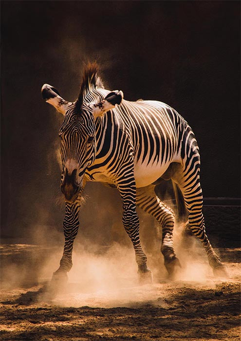 Running Zebra