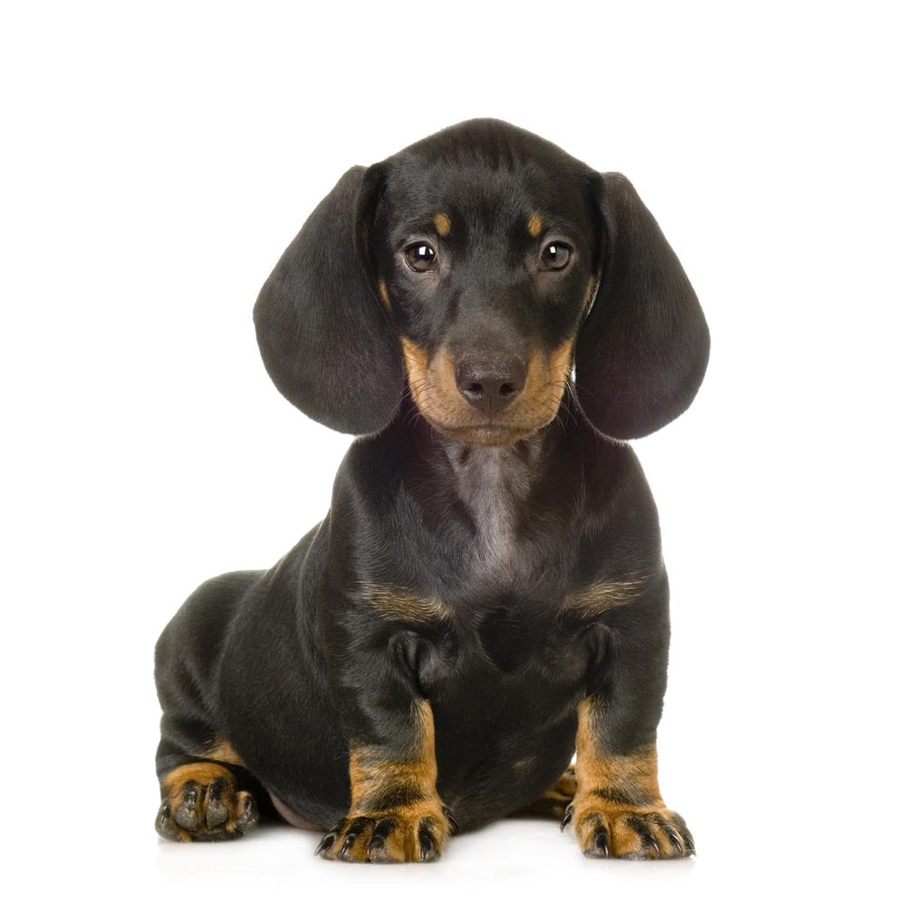 Sausage