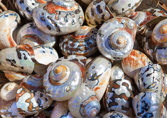 Sea Shells