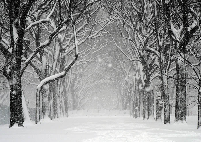 Snow In Central Park