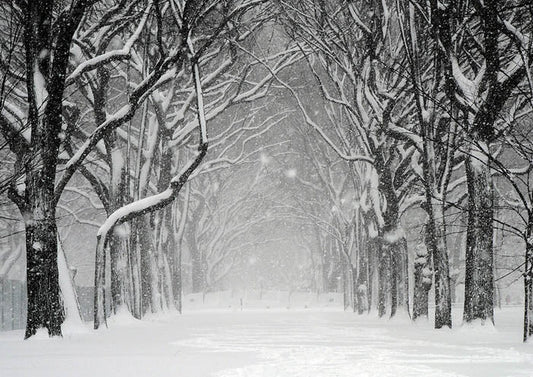 Snow In Central Park