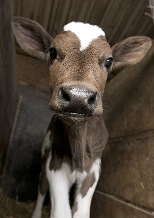 Spotted Calf